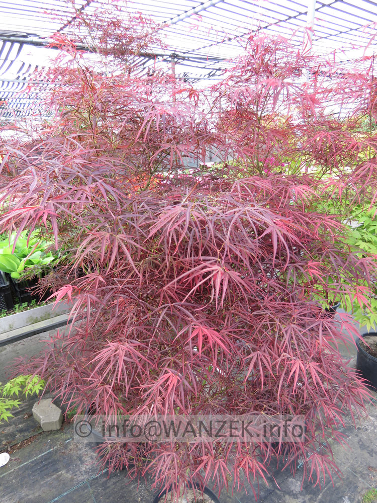 Acer palmatum Red Pygmy - Austrieb01.JPG